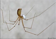 image of harvestman