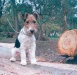 image of wire_haired_fox_terrier
