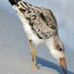 image of bird