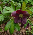 image of lenten_rose #3