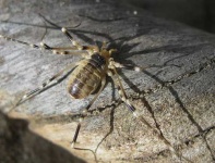 image of harvestman