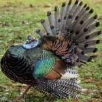 image of ocellated_turkey #29