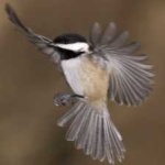 image of bird