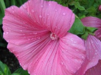image of flower