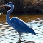 image of blue_heron #31