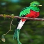 image of bird