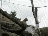 image of jaguar_car