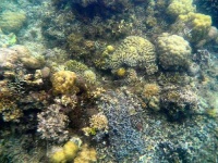 image of coral #17