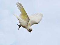 image of sulphur_crested_cockatoo #31