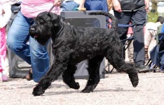 image of giant_schnauzer