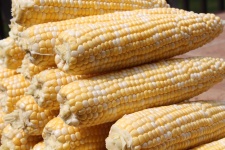 image of sweetcorn #20