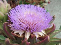 image of artichoke_flower #18