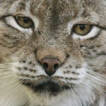 image of lynx