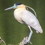 image of bird