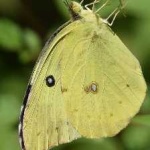 image of animal