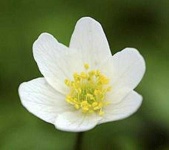 image of flower