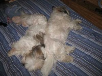 image of shih_tzu
