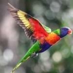 image of bird