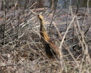 image of bittern
