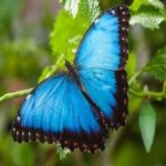 image of animal