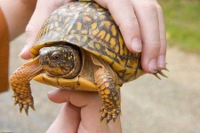 image of box_turtle