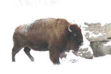 image of bison