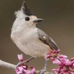 image of bird