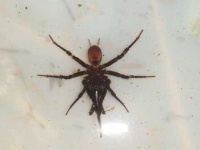 image of barn_spider