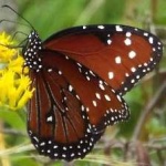 image of animal