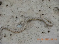 image of sea_snake