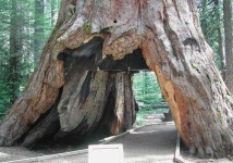 image of tree