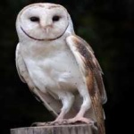 image of barn_owl #12