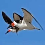 image of bird