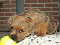image of norfolk_terrier