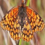 image of animal