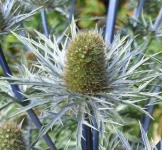 image of alpine_sea_holly #32