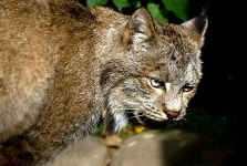 image of lynx