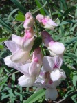 image of flower