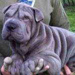 image of shar_pei #25