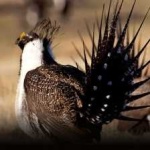 image of bird