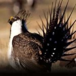 image of greator_sage_grouse #2