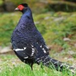 image of bird