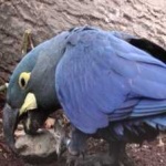 image of lears_macaw #6