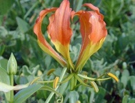 image of flower