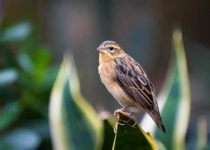 image of animal