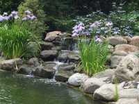 image of pond