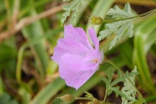 image of flower
