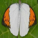 image of orange_butterfly #3