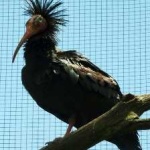 image of bird