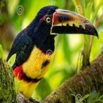 image of bird